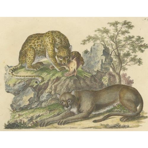 Paper Karl Joseph Brodtmann, Jaguar & Cougar, 1816, Lithograph For Sale - Image 7 of 9
