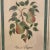 Vintage Painting on Wood of Pears on a Branch With "Beurre' Rennes" and a Blue Gingham Pattern Frame For Sale - Image 4 of 10