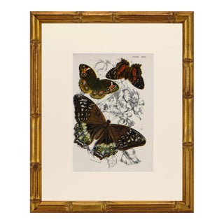 19th Century Antique English Butterfly Print 1897 For Sale