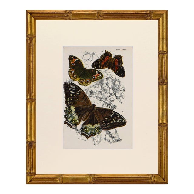 19th Century Antique English Butterfly Print 1897 For Sale