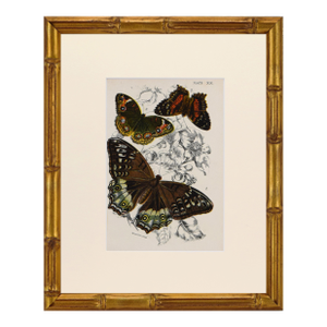 19th Century Antique English Butterfly Print 1897