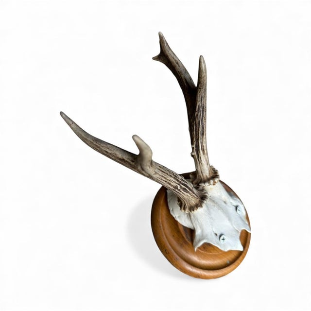 Roe deer trophy on wood plaque.