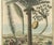 Paper J.C. Volkamer, Botanical Date Palm, 1713, Engraving For Sale - Image 7 of 9