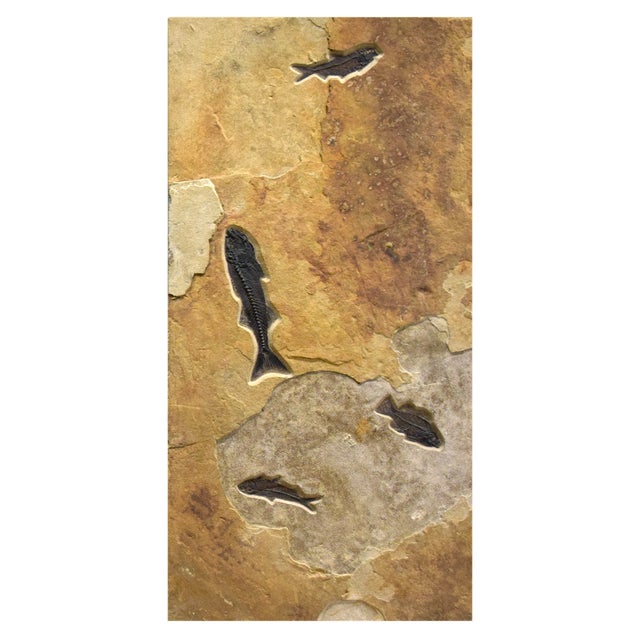 Wood Fossil Fish Triptych 8006abc For Sale - Image 7 of 8