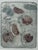 Glass "Floating Leaves" Collograph by Laura Ames 1984 For Sale - Image 7 of 13
