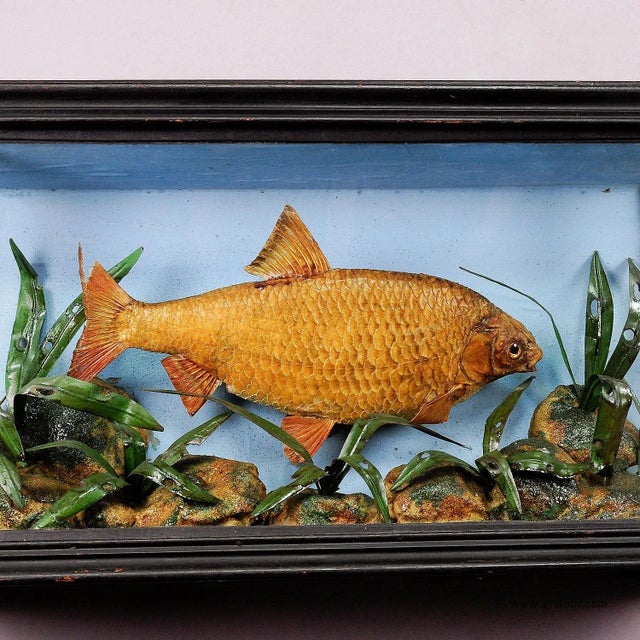1900s Antique Glass Diorama With Bream For Sale - Image 4 of 7