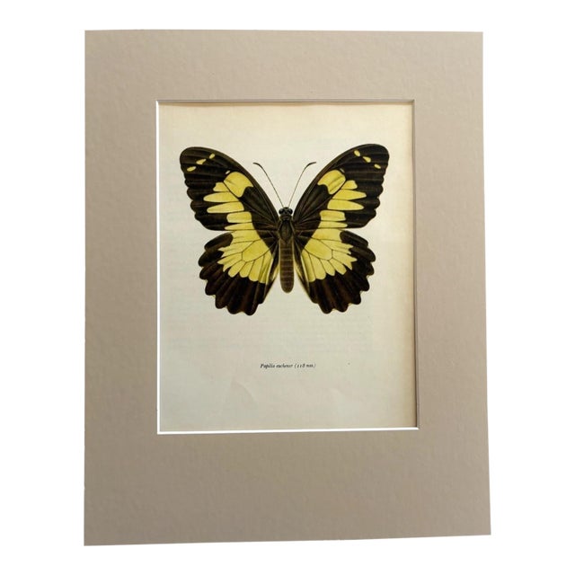 Vintage 1965 Butterfly Print in 11x14 Mat: Papilio Euchenor/Euchenor Butterfly For Sale