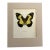 Vintage 1965 Butterfly Print in 11x14 Mat: Papilio Euchenor/Euchenor Butterfly For Sale