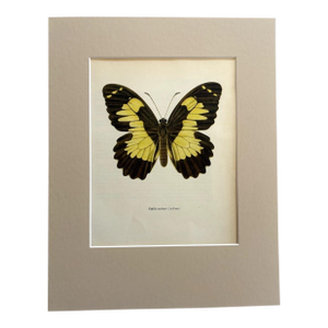 Vintage 1965 Butterfly Print in 11x14 Mat: Papilio Euchenor/Euchenor Butterfly
