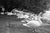 Paul Cooklin, Swans on the Vltava River, Silver Gelatin Photograph, Limited Edition of 10 For Sale