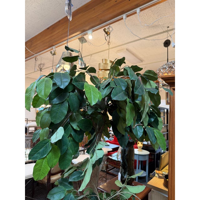 New Growth Design Banyan Tree With Pot For Sale - Image 11 of 12