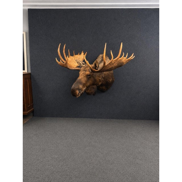 Rustic Yukon Moose Shoulder Mount With Large Palmate Antlers For Sale - Image 3 of 12