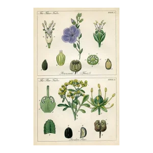 1848, Flax Print From the Ladies' Botany, Original Botanical Engraving by Sarah Drake