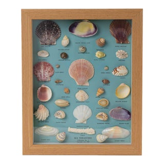 Vintage 1950s Sea Shell Collection in Modern Frame For Sale
