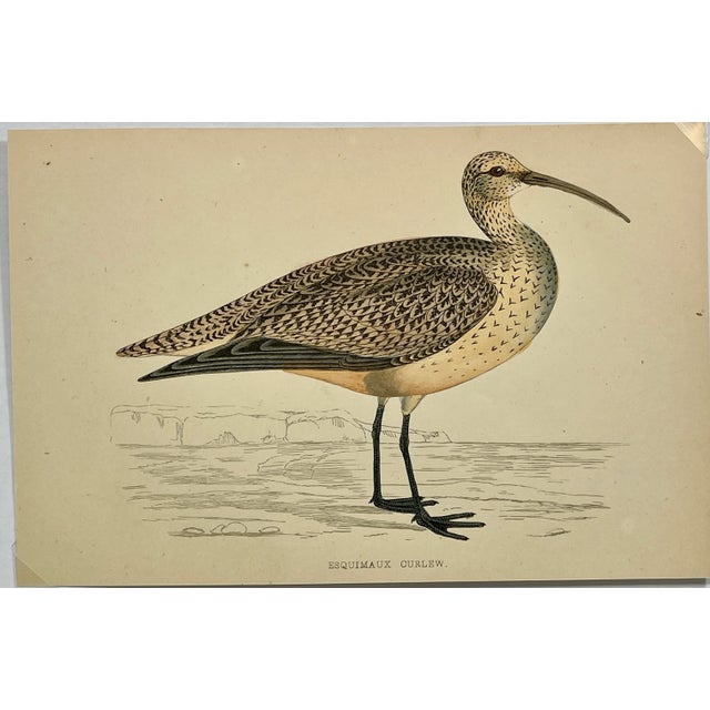 Antique Bird Print From England Showcasing a Esquimaux Curlew - Circa 1880. Print measures 7” W x 4 1/2” T Attached to an...