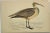 Antique Bird Print From England Showcasing a Esquimaux Curlew - Circa 1880. Print measures 7” W x 4 1/2” T Attached to an...