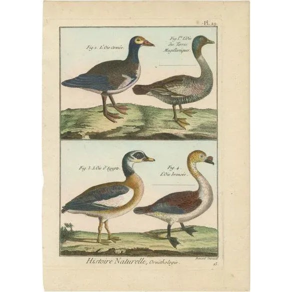 Geese, 1792, Hand-Colored Copper Engravings, Set of 4 For Sale - Image 6 of 6