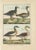 Geese, 1792, Hand-Colored Copper Engravings, Set of 4 For Sale - Image 6 of 6