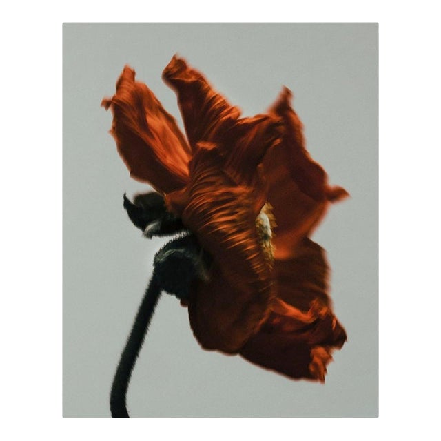 Poppy by Joe Clarke – Limited Edition Still Life Photograph | Framed, Ready to Hang Metal Print For Sale