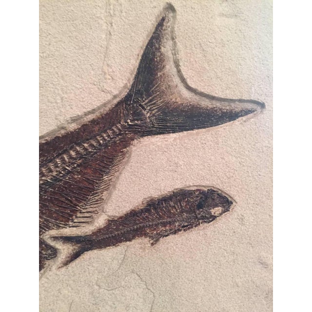 Eocene Era Fossil of a Group of Fish from the Green River Formation, Wyoming For Sale - Image 4 of 8
