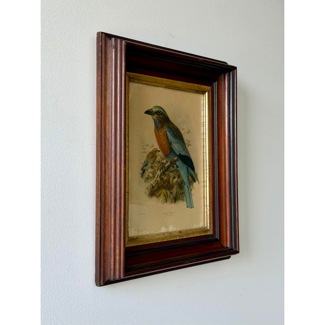 Antique Burmese Roller Lithograph After j.g. Keulemans in Deep Wood Frame For Sale - Image 9 of 11