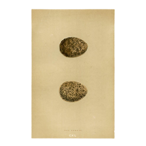 1890s, Grouse Bird Egg Print, Original Antique Egg Print, Engraving, England