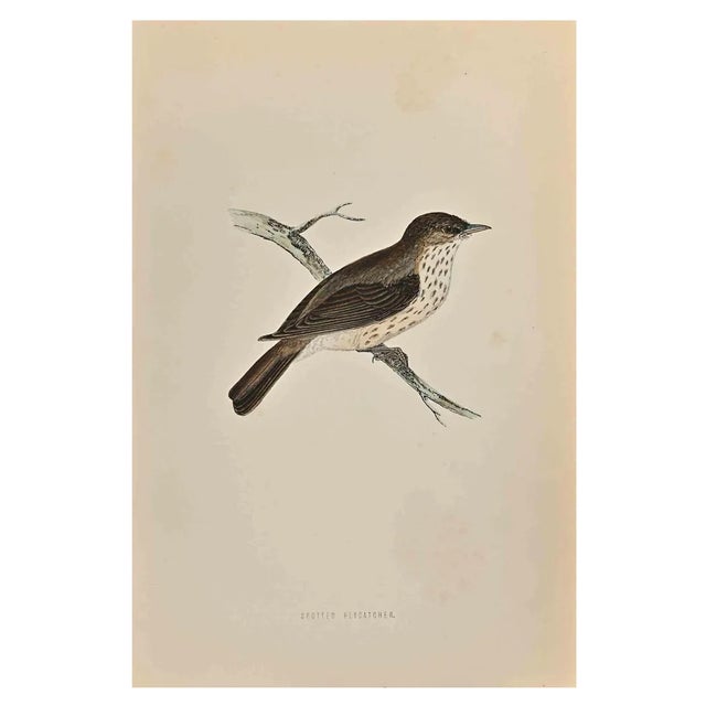 Alexander Francis Lydon, Spotted Flycatcher, Woodcut Print, 1870 For Sale