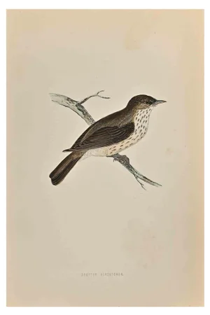 Alexander Francis Lydon, Spotted Flycatcher, Woodcut Print, 1870