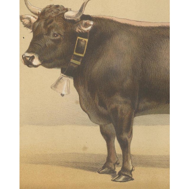 19th Century After Charles Olivier de Penne, Schwyz Cow with Bell, Swiss Brown Cattle, 1863, Chromolithograph For Sale - Image 5 of 9