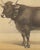 19th Century After Charles Olivier de Penne, Schwyz Cow with Bell, Swiss Brown Cattle, 1863, Chromolithograph For Sale - Image 5 of 9