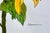 Giclee Print of This Watercolor Painting “Golden Sunflower” For Sale - Image 4 of 4