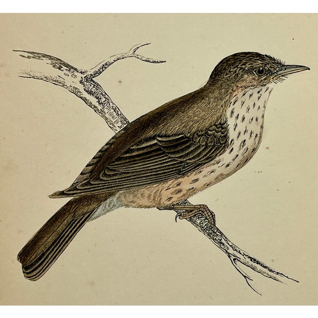 Antique Hand Tinted Bird Print Featuring a Brown & Tan Spotted Flycatcher - Circa 1880 For Sale - Image 10 of 11