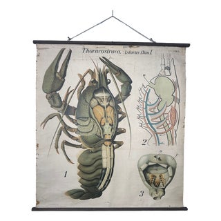Vintage Linen School Map of The Lobster, 1940s For Sale