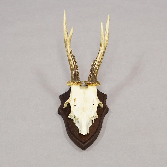 Vintage Set of Six Roe Deer Trophies on Wooden Plaques Germany Ca. 1960s For Sale - Image 4 of 9