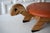 Mid-Century Modern Mid-Century Turtle Footstool For Sale - Image 3 of 7