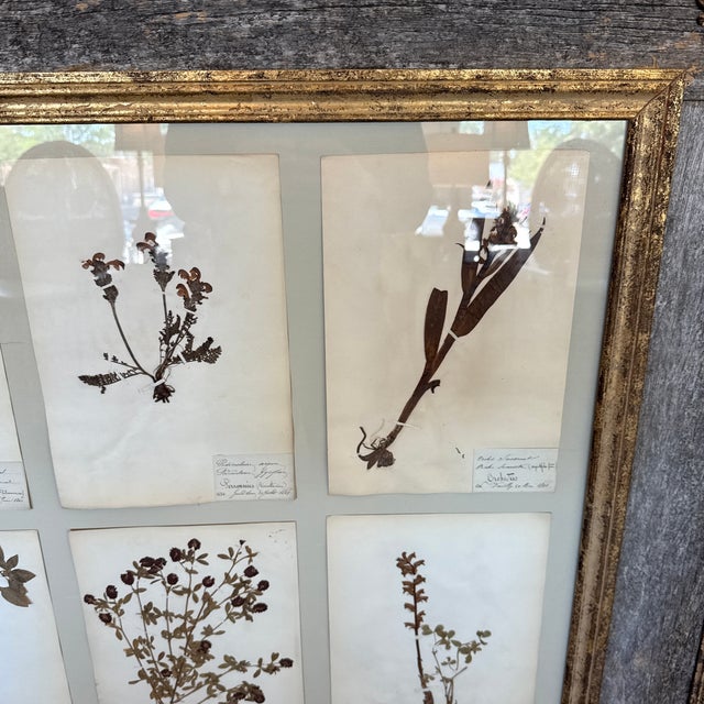 Early 21st Century Preserved Floral Custom French Herbier (Botanical Study) For Sale - Image 5 of 8