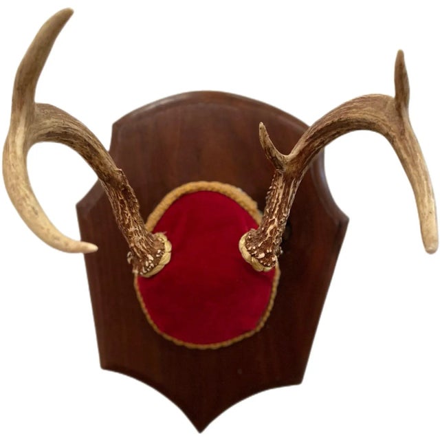 Mid 20th Century Vintage Trophy Mount Antlers - a Pair For Sale - Image 4 of 8