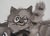 Laszlo Tibay, Maman chat et sa jolie fratrie, Ink & Wash Drawing For Sale - Image 5 of 7