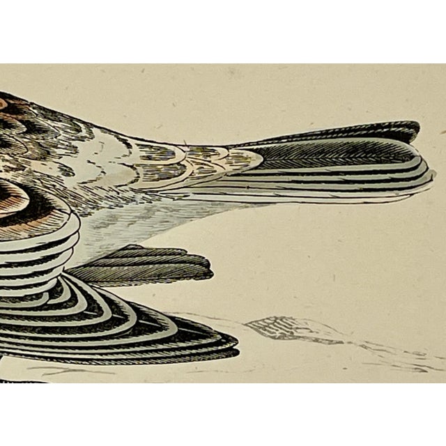 Plastic Antique Hand Colored Bird Print From England Showcasing a Snow Bunting - Circa 1888 For Sale - Image 7 of 11