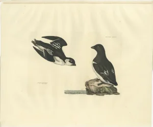 Prideaux John Selby, The Little Auk, A Life Seize Study Engraved in Seasonal Plumage, 1826, Print