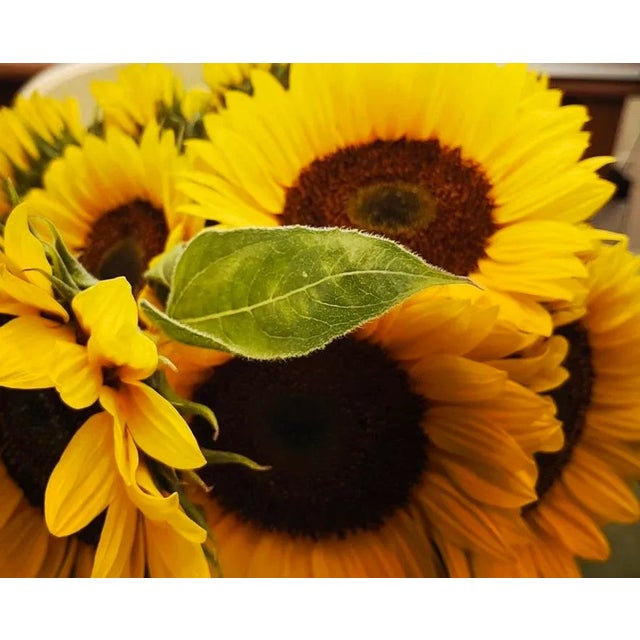 Contemporary Sunflowers from Bridgehampton Original Photograph Original contemporary photo by Louise Weinberg. A look at a...