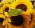 Contemporary Sunflowers from Bridgehampton Original Photograph Original contemporary photo by Louise Weinberg. A look at a...