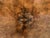 Brown Antique Burr Walnut Centre Table, 1874 For Sale - Image 8 of 18