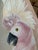 Pink 1980’s Coastal Tropical Cockatoo Oil Painting Signed Walcutt For Sale - Image 8 of 13