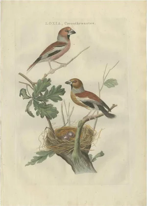 Sepp & Nozeman, Bird Illustration of the Hawfinch, 1789, Print