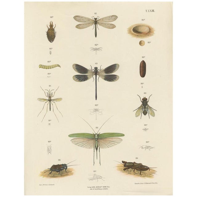 Large Antique Entomology Poster of Dragonflies, Crickets and Flies by M. Frohlich-Schlereth and Bannwarth, 1880s For Sale - Image 10 of 10