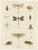 Large Antique Entomology Poster of Dragonflies, Crickets and Flies by M. Frohlich-Schlereth and Bannwarth, 1880s For Sale - Image 10 of 10