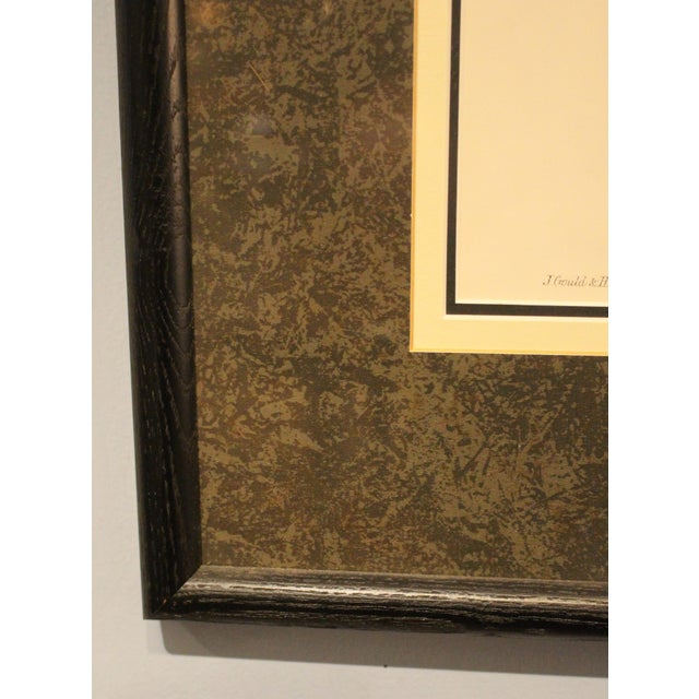 Printmaking Materials 1970s English Framed Reproduction of Gould's White Tailed Robin Lithograph For Sale - Image 7 of 10