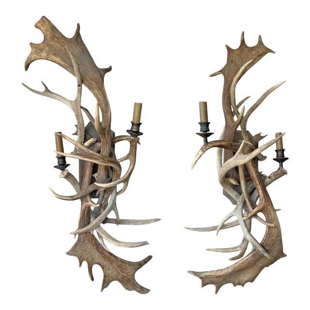 Pair of Fallow Deer Antler Sconces For Sale