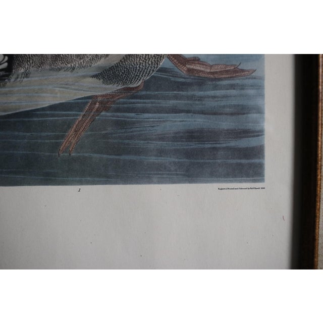 Mid-Century Lithograph of Audubon's "Red Breasted Merganser," in Dark Wood Frame For Sale - Image 15 of 17